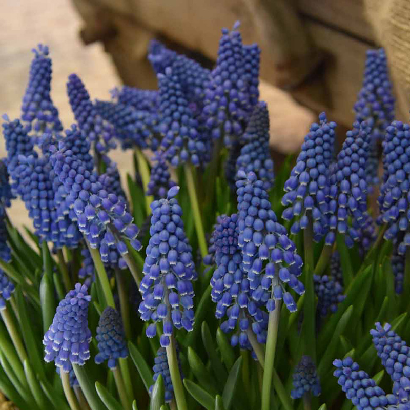 Muscari Big Smile® 9/10 , à 100