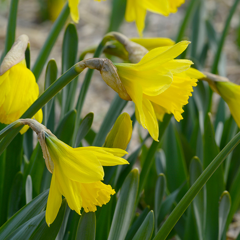 Narcissus Jedna sp12/14 , à 50