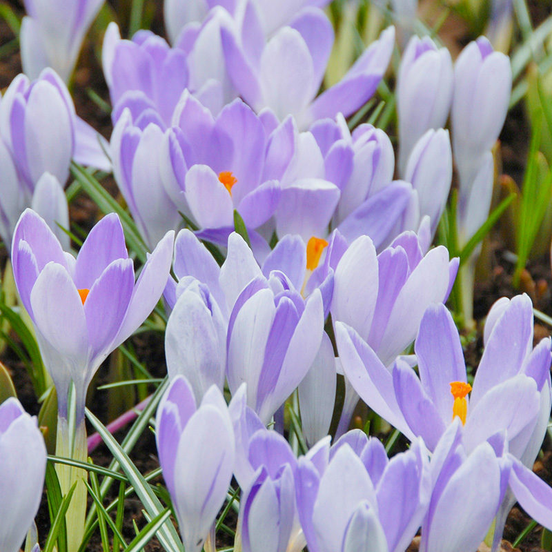 Crocus vernus Vanguard 7/8 , à 100