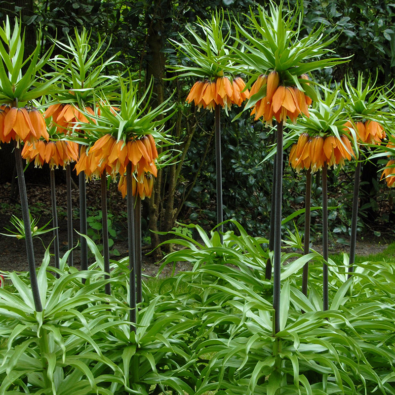 Fritillaria Orange Beauty 20/+ , à 10