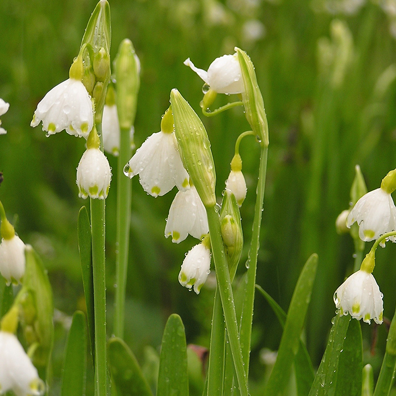 Leucojum aestivum 10/12 , à 50