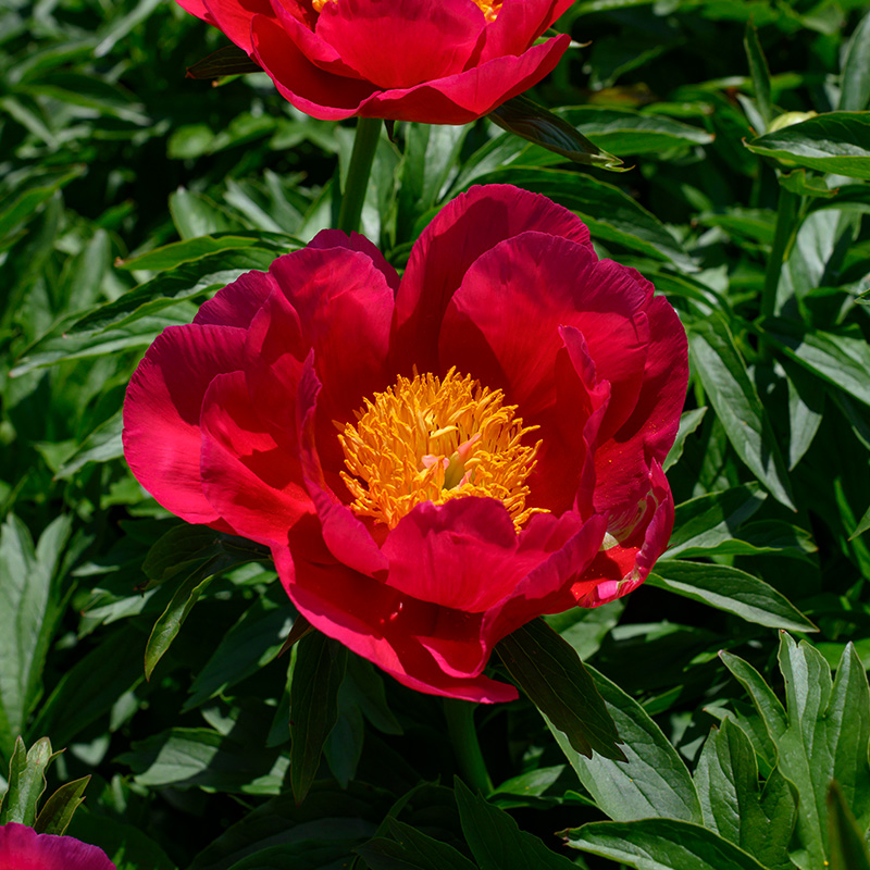 Paeonia lactiflora Scarlet O'Hara 2/3 , à 5