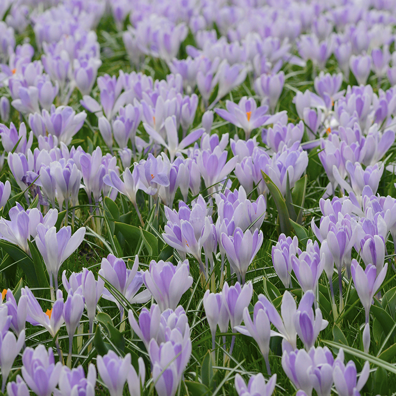 Crocus vernus Vanguard 9/10 , à 100