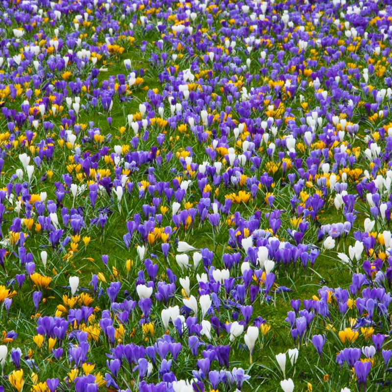 Mixture Colour Carnival (Crocus vernus Mix) , à 100