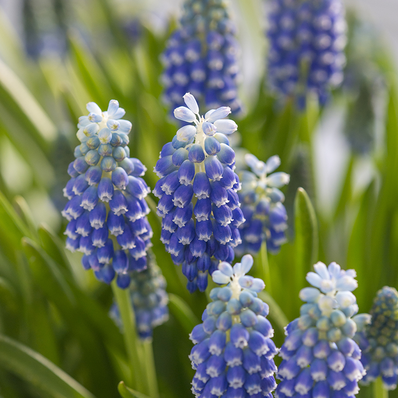 Muscari Touch of Snow® 8/9 , à 100