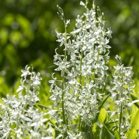 Ornithogalum nutans 5/+ , à 100