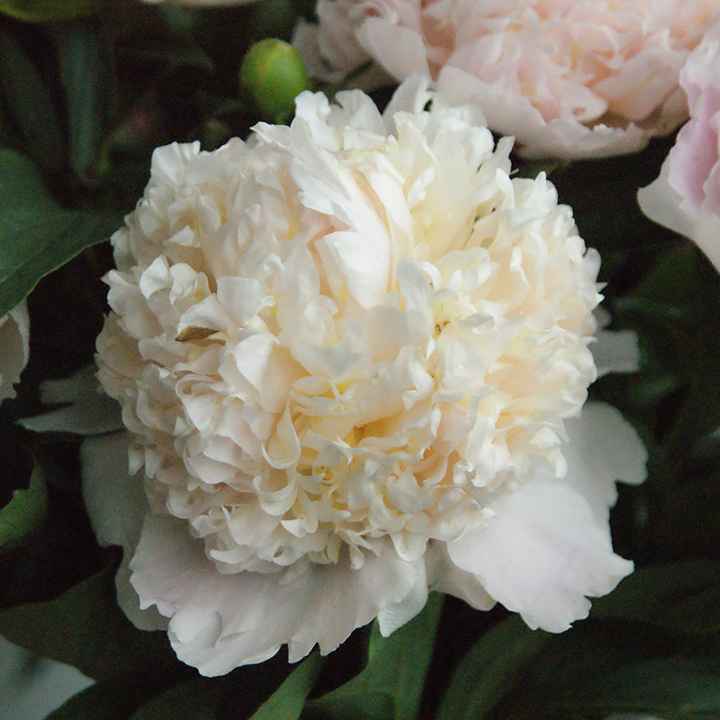 Paeonia lactiflora Top Brass 2/3 , à 5