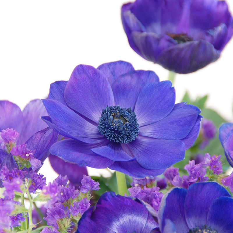 Anemone coronaria Mr. Fokker 7/8 , à 100