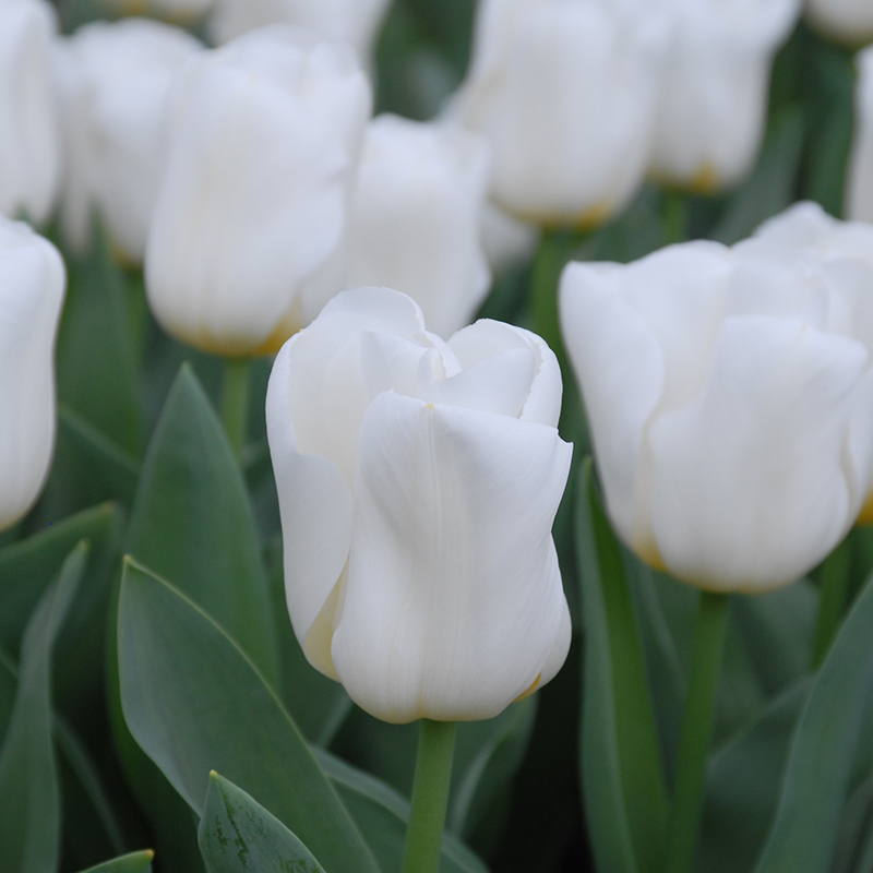 Tulipa Calgary® 12/14 , à 50