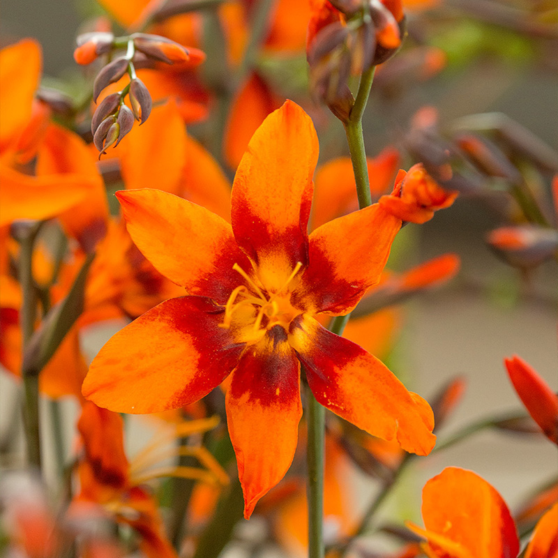 Crocosmia largeflowering x crocosmiiflora Emily Mckenzie 6/+, à 100