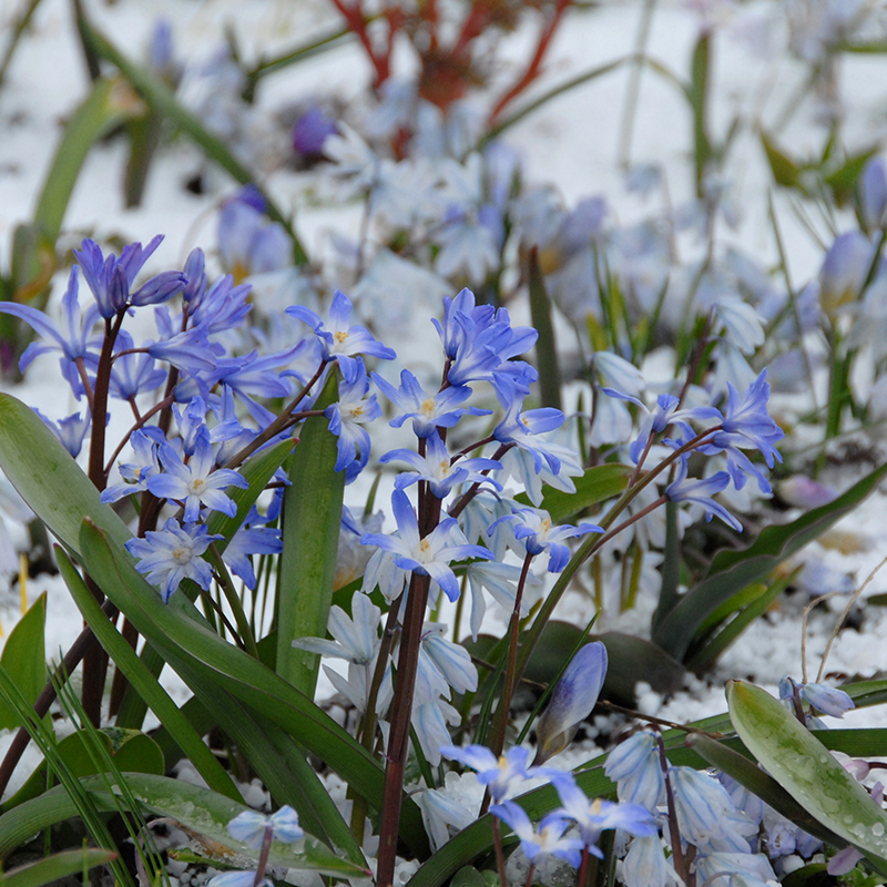 Chionodoxa forbesii Blue Giant 5/+ , à 100