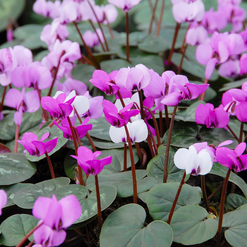 Cyclamen coum ssp. coum 13/15 , à 10