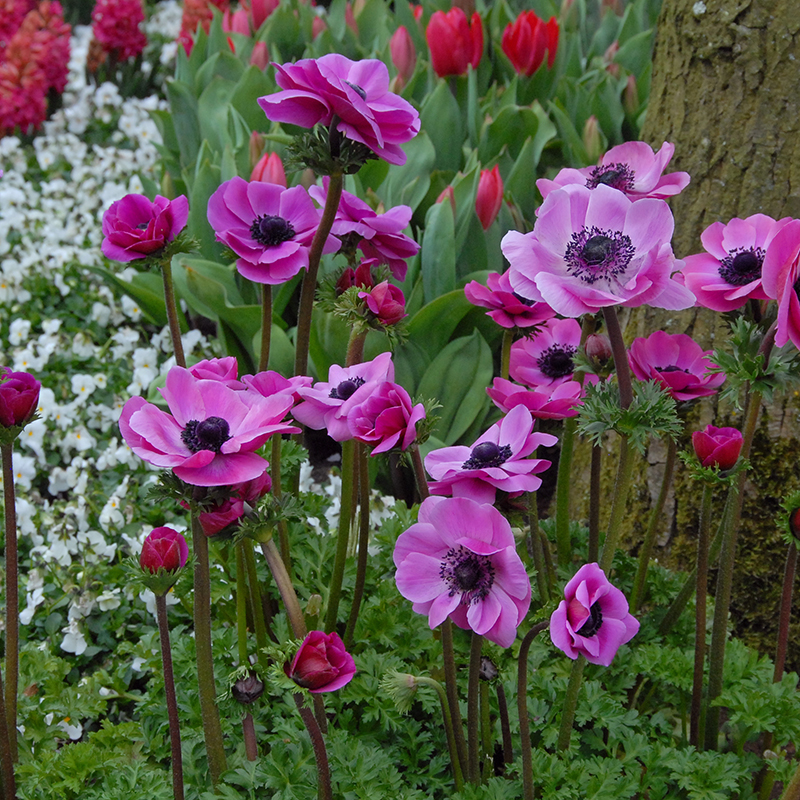 Anemone coronaria Sylphide 7/8 , à 100