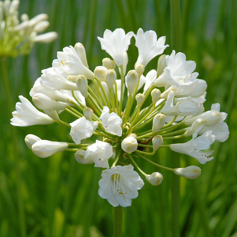 Agapanthus africanus Albus 1/2 neus, à 5