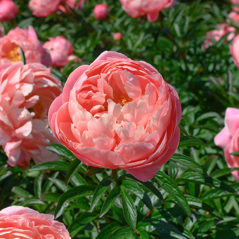 Paeonia lactiflora Coral Charm 2/3 , à 5