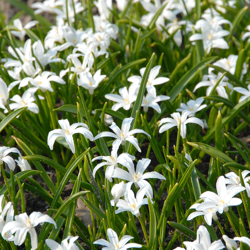 Chionodoxa luciliae Alba 5/+ , à 100