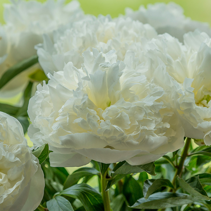 Paeonia lactiflora Duchesse de Nemours 2/3 , à 5