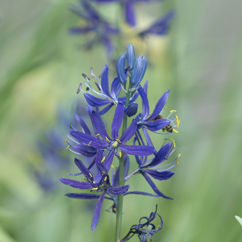 Camassia quamash 6/+ , à 100