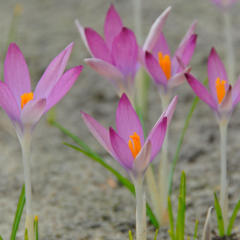 Crocus tommasinianus Roseus 5/+ , à 100