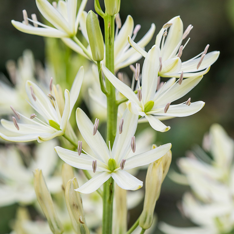 Camassia leichtlinii Alba 14/+ , à 25