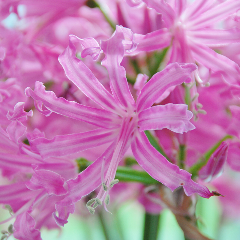 Nerine bowdenii 12/14, à 50