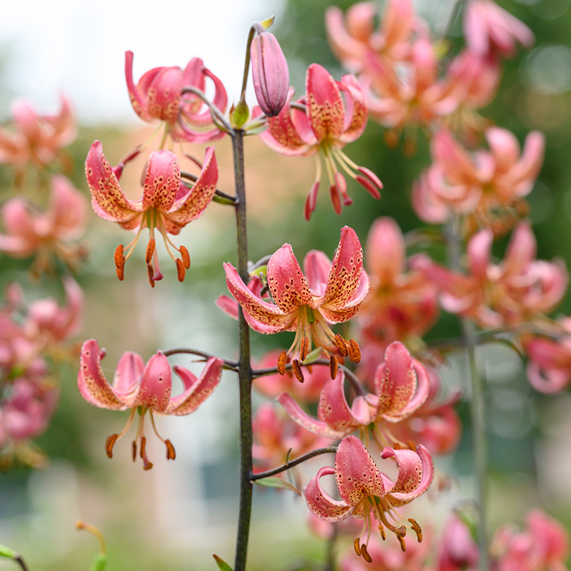 Lilium martagon Manitoba Morning 12/+ , à 10