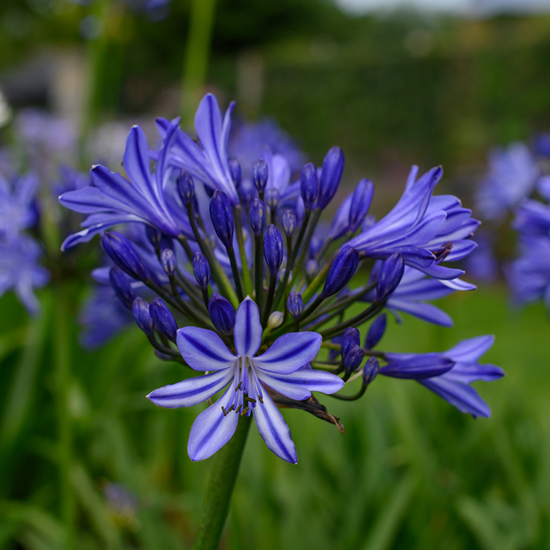 Agapanthus africanus 1/2 neus, à 5