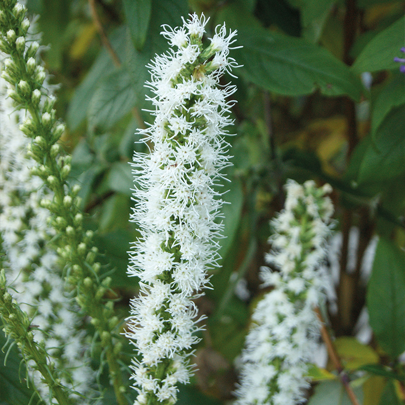 Liatris spicata Floristan Weiss 10/12, à 25