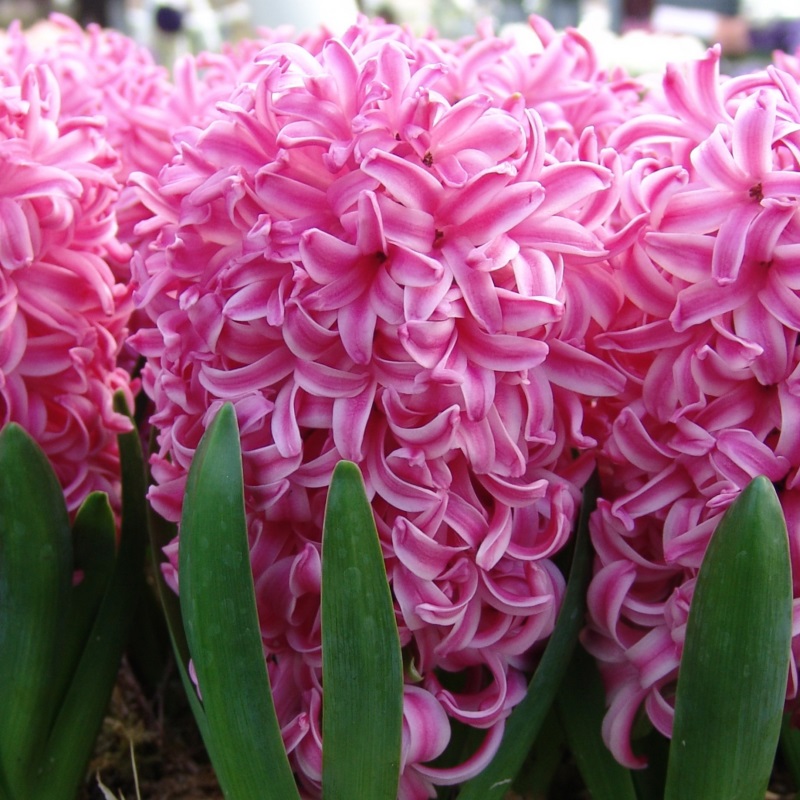 Hyacinthus Pink Pearl 16/17 , à 50