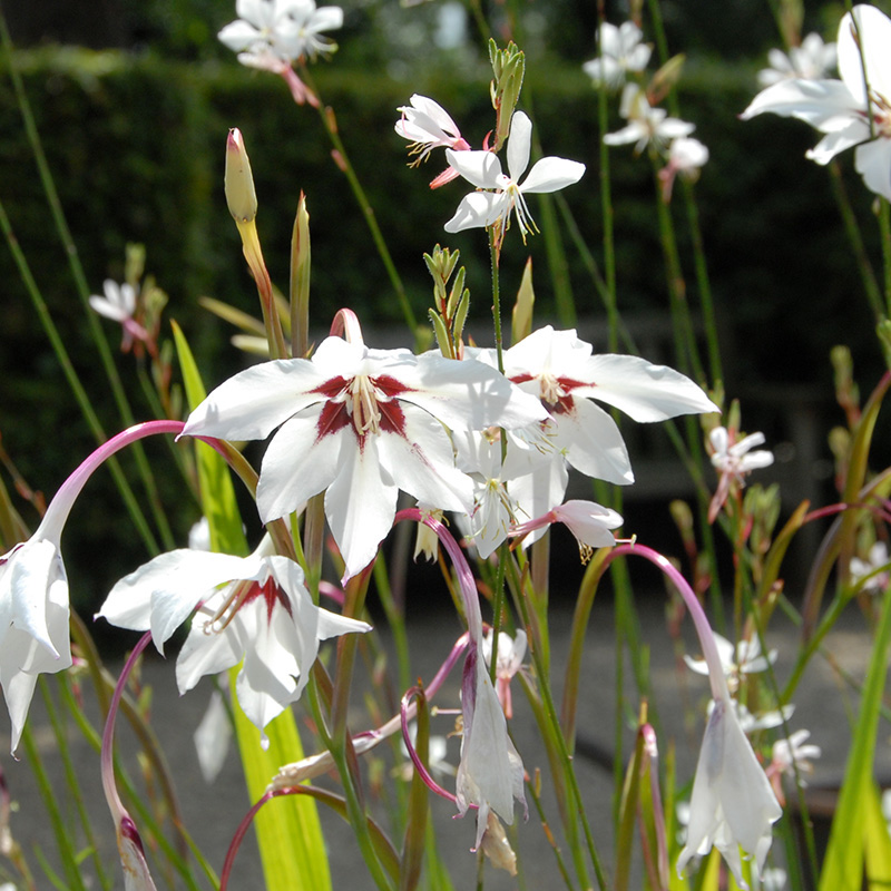 Gladiolus callianthus Murielae 10/+, à 100