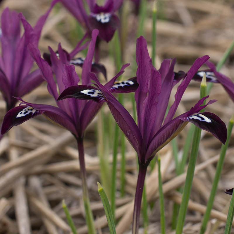 Iris reticulata Pauline 6/+ , à 100