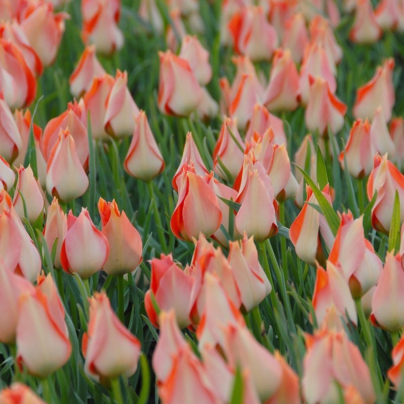 Tulipa batalinii Salmon Gem 6/+ , à 50