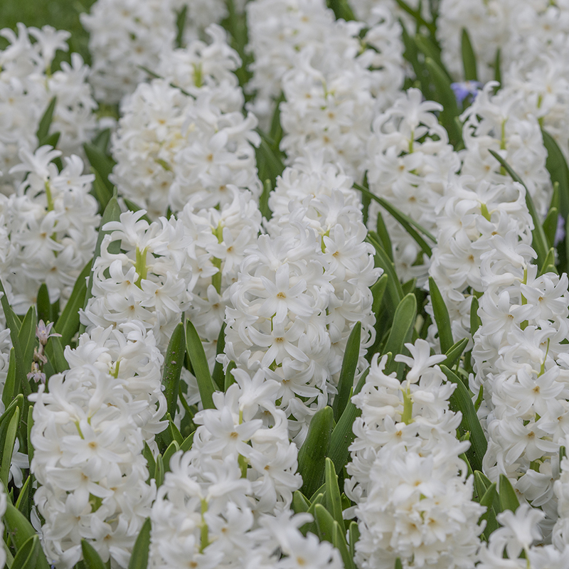 Hyacinthus Carnegie 16/17 , à 50