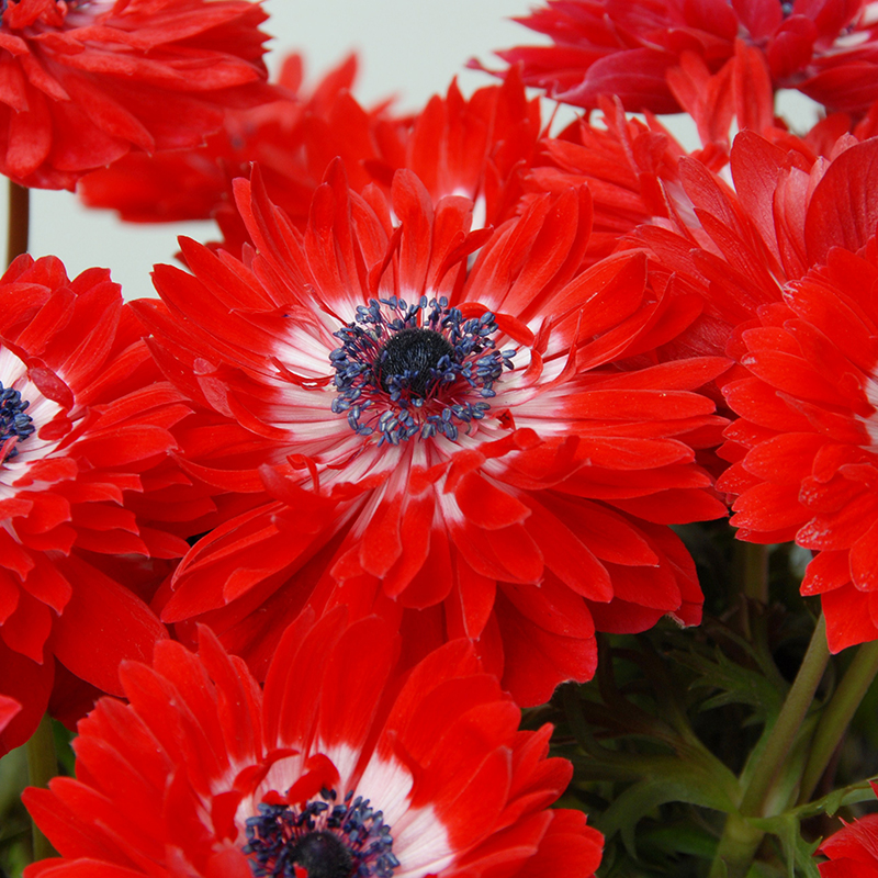 Anemone coronaria Governor 7/8 , à 100