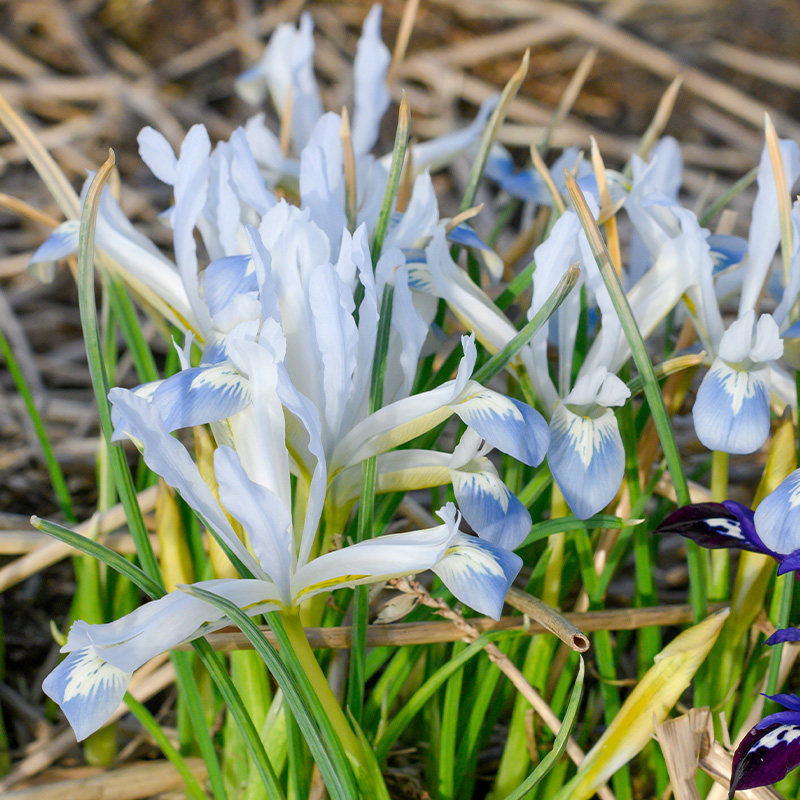 Iris reticulata Frozen Planet  John Scheepers Beauty from Bulbs