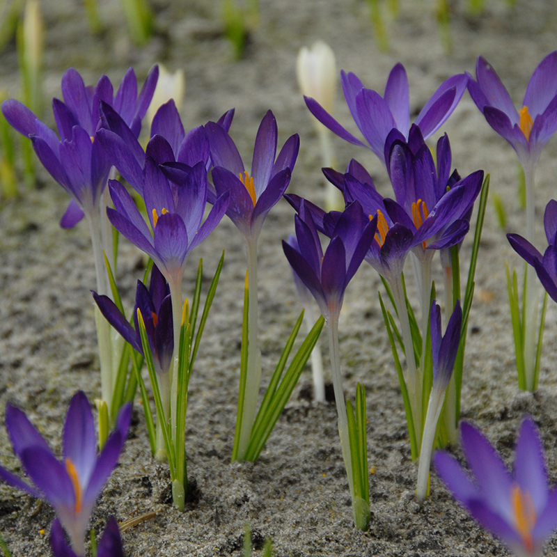 Crocus tommasinianus Whitewell Purple 5/+ , à 100