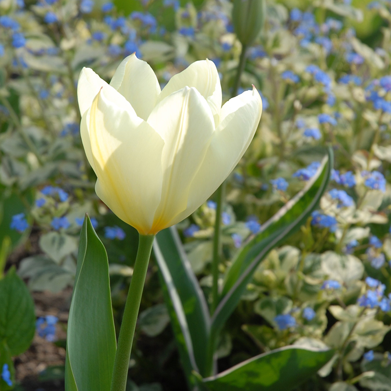 Tulipa Purissima 12/14 , à 50