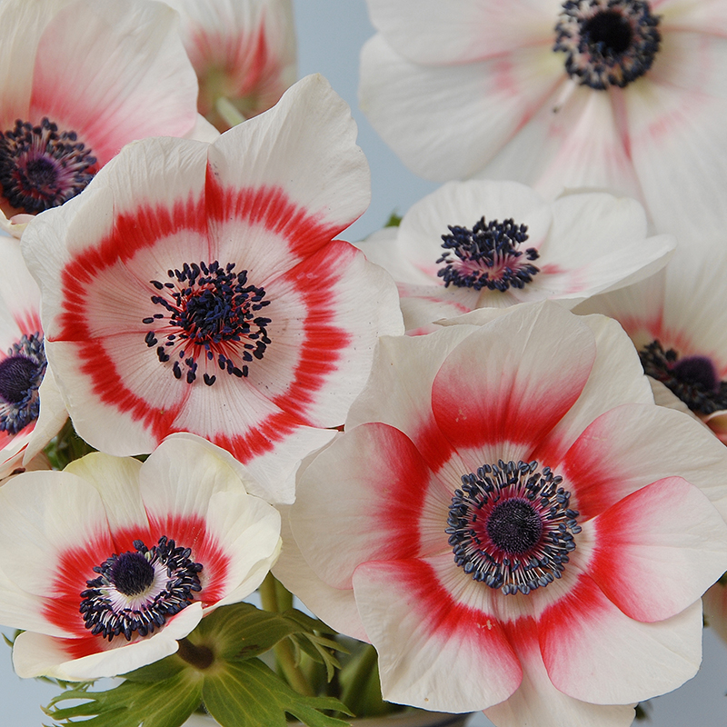 Anemone coronaria Duet (bicolor) 7/8 , à 100