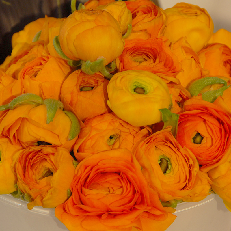 Ranunculus Aviv Picotee orange 6/7, à 100