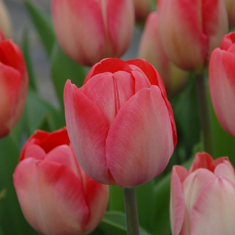 Tulipa Van Eijk® 12/14 , à 50