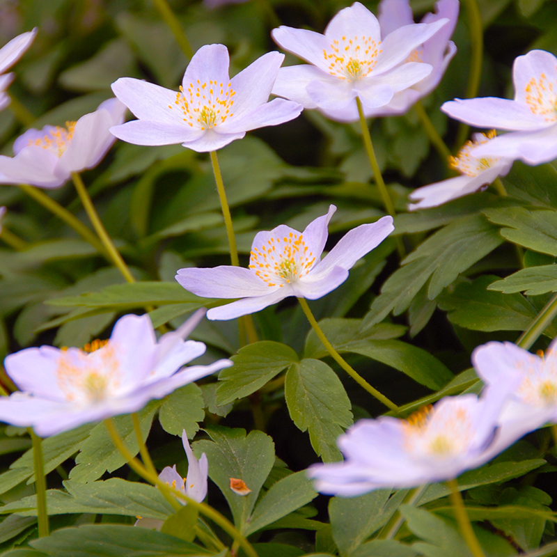 Anemone nemorosa Robinsoniana I , à 100