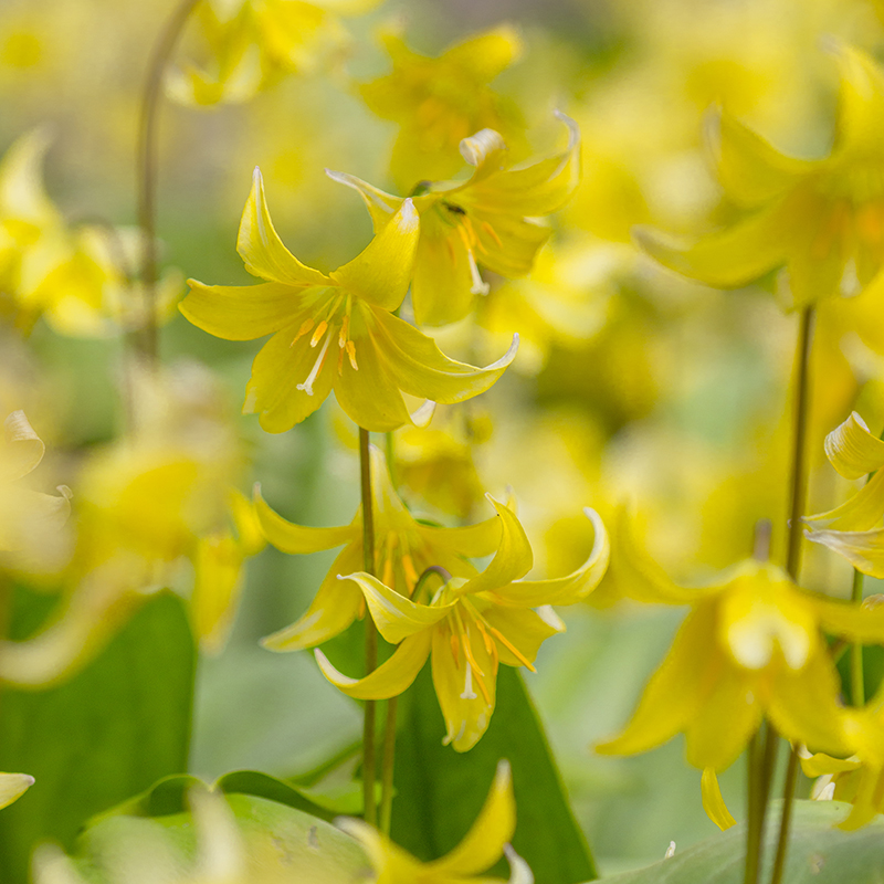 Erythronium Pagoda I , à 50