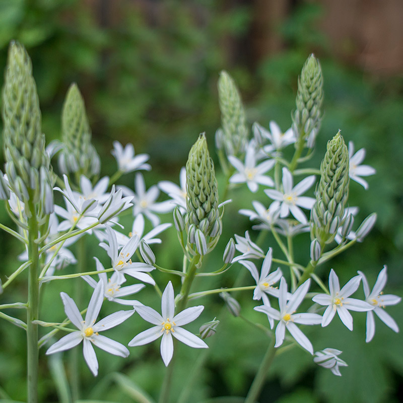 Ornithogalum ponticum Sochi 10/+ , à 50