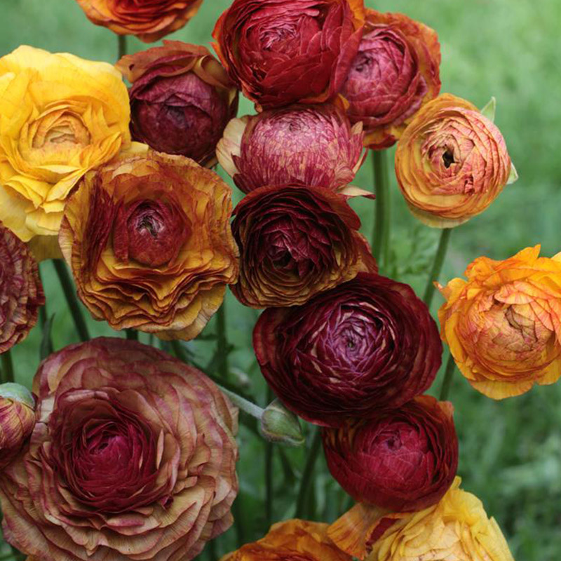 Ranunculus Aviv Picotee Café 6/7, à 100