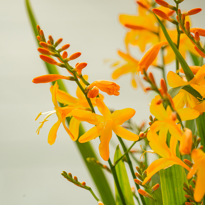 Crocosmia kleinbloemig x crocosmiiflora George Davison 8/+, à 100