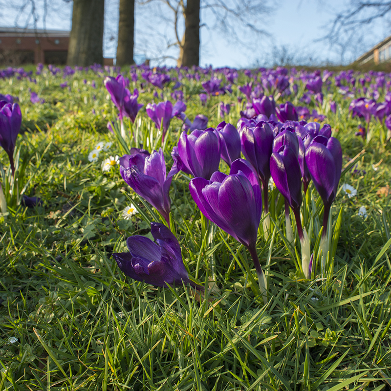 Crocus vernus Flower Record 9/10 , à 100