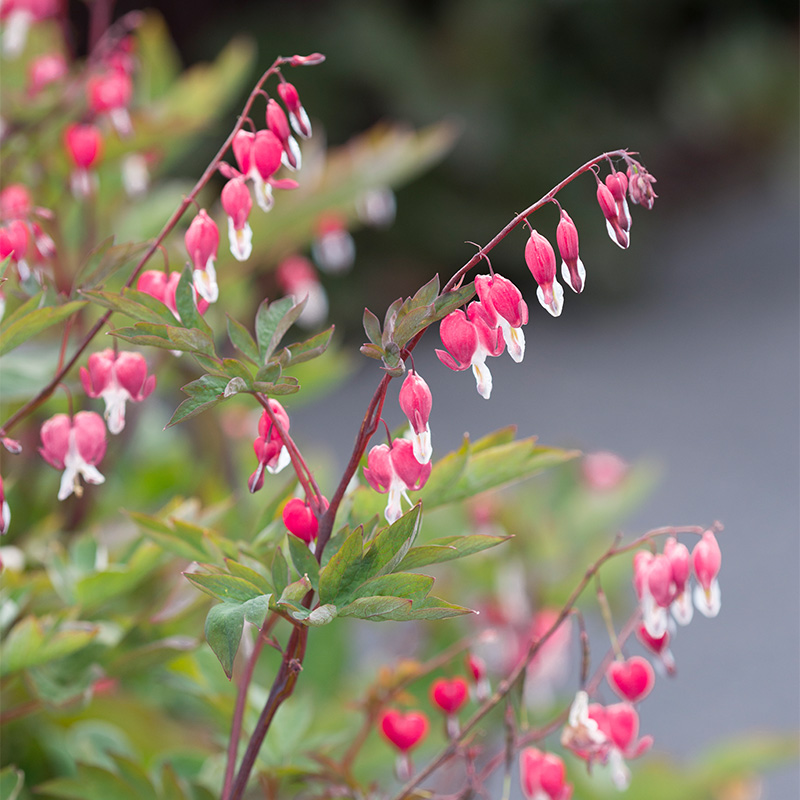 Dicentra spectabilis 2/3 neus, à 5