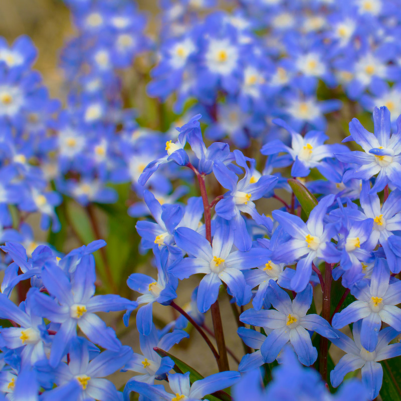 Chionodoxa forbesii 5/+ , à 100