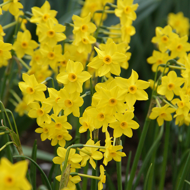 Narcissus Baby Boomer z12/14 , à 50