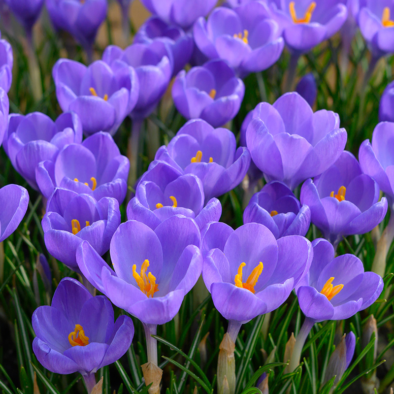 Crocus tommasinianus Hummingbird 5/+ , à 100